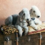 Bedlington Terrier