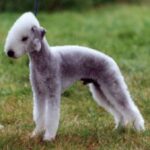 Bedlington Terrier