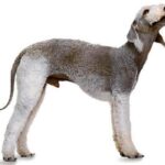 Bedlington Terrier