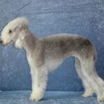 Bedlington Terrier