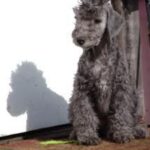 Bedlington Terrier