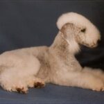 Bedlington Terrier