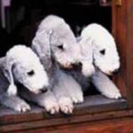 Bedlington Terrier