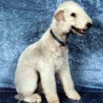 Bedlington Terrier