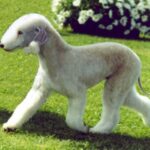 Bedlington Terrier