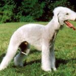 Bedlington Terrier