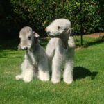 Bedlington Terrier