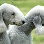 Bedlington Terrier