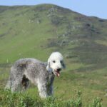 Bedlington Terrier