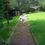 Bedlington Terrier