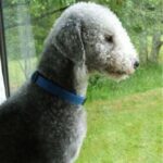 Bedlington Terrier