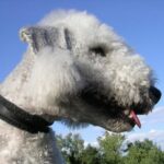 Bedlington Terrier