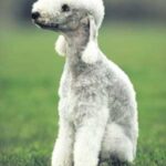 Bedlington Terrier