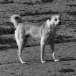Bedouin gjeterhund