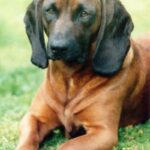 Belgisk korthåret pointer