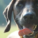 Belgisk korthåret pointer