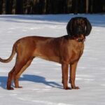 Belgisk korthåret pointer