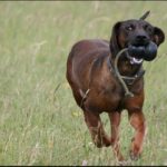 Belgisk korthåret pointer