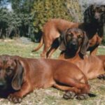 Belgisk korthåret pointer