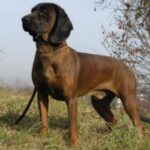 Belgisk korthåret pointer