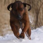 Belgisk korthåret pointer