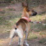 Benchlegged Feist