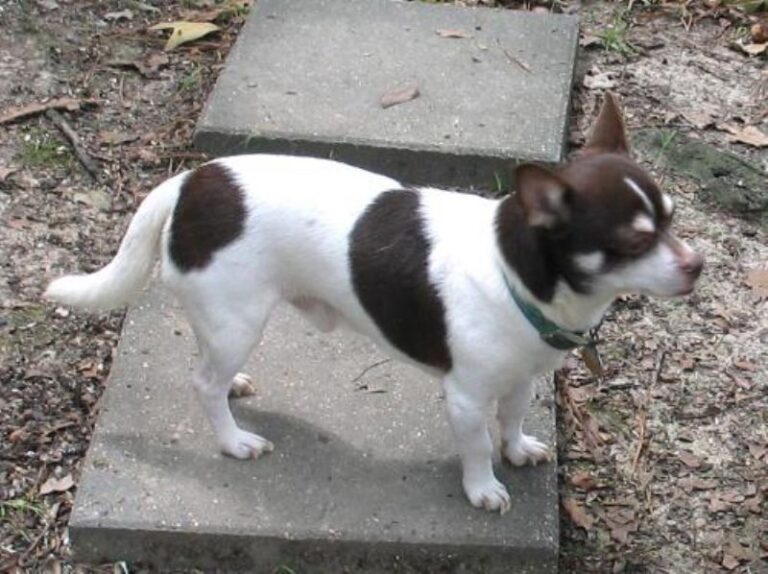 Benchlegged Feist