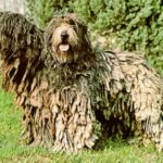 Bergamasco