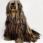 Sittende Bergamasco