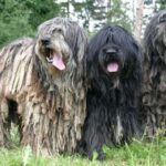 Bergamasco