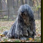 Bergamasco