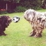 Bergamasco