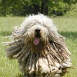 Bergamasco