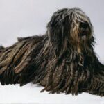 Liggende Bergamasco