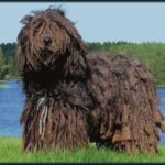 Bergamasco