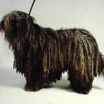Stående Bergamasco