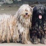 Bergamasco