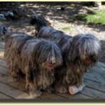 Bergamasco