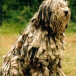 Vakker Bergamasco