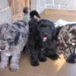 Bergamasco