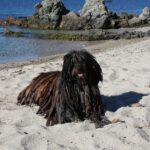 Bergamasco