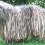 Bergamasco