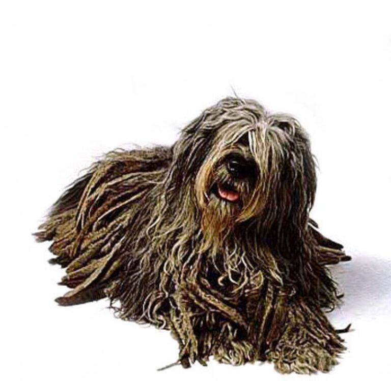 Liggende Bergamasco