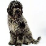 Sittende Bergamasco
