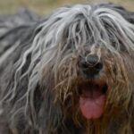 Bergamasco