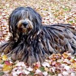 Bergamasco