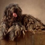 Bergamasco
