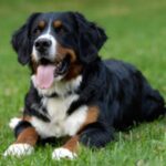 Berner Sennenhund
