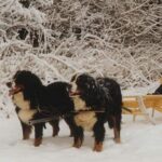 Berner Sennenhund