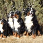 Berner Sennenhund